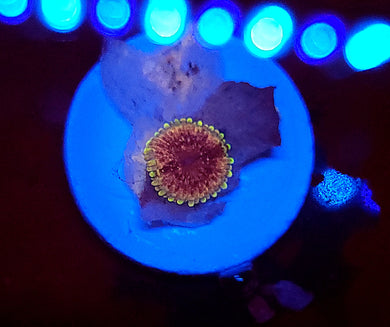 Pink Passion Zoa