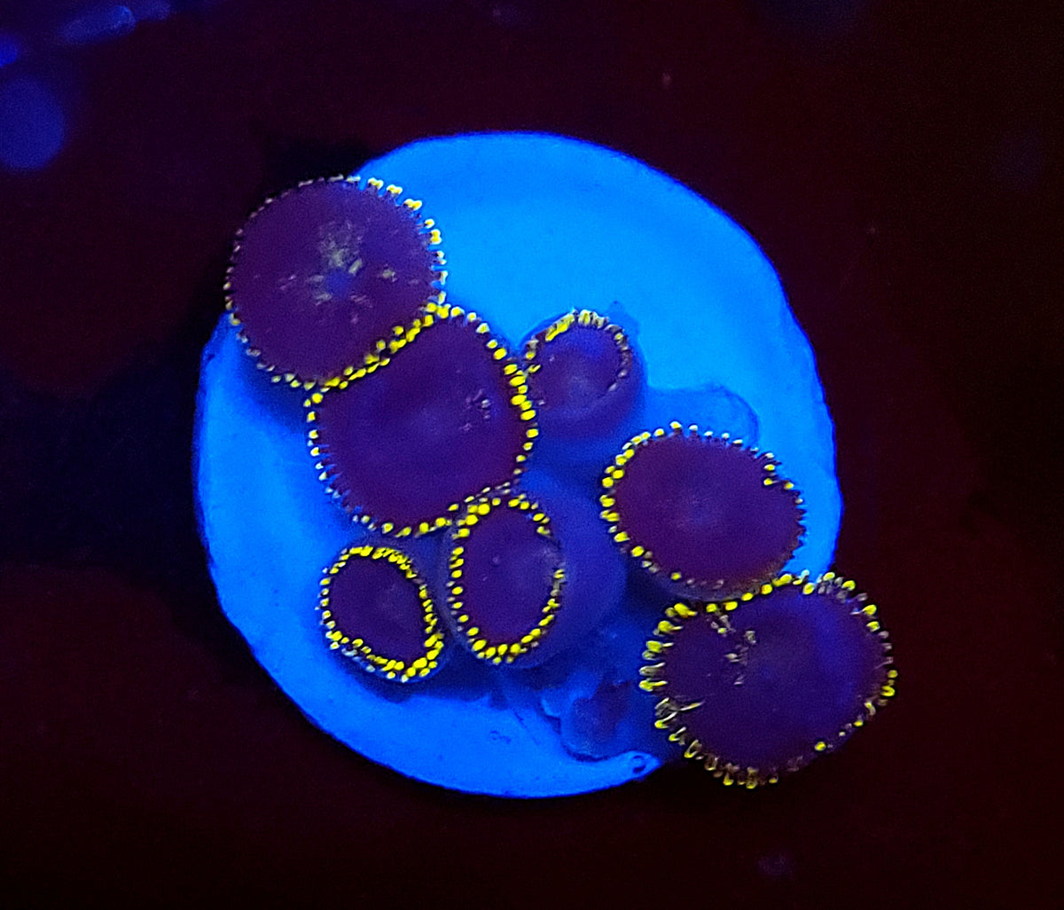 Royal Blue Zoas – Savage Reef