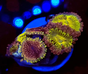 Chiquita & Pink Passion Zoa Combo