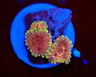 Pink Passion Zoas