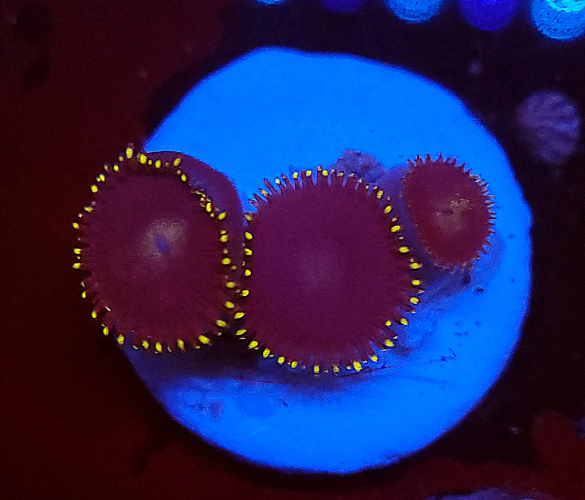 Royal Blue Zoas – Savage Reef