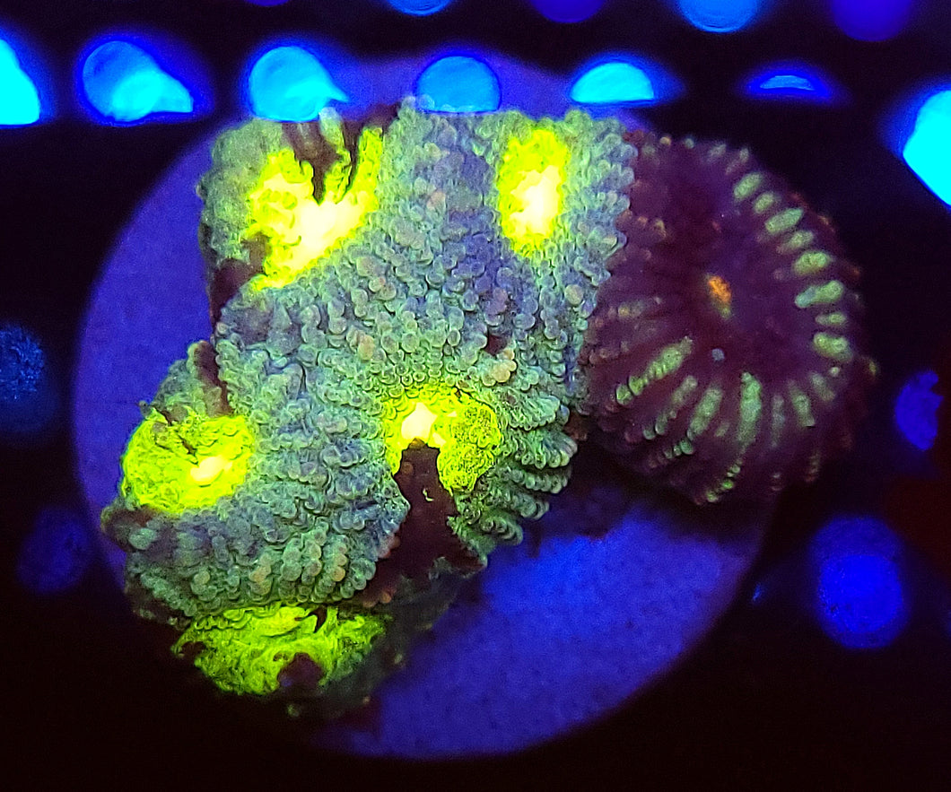 Splatter Grafted Favites