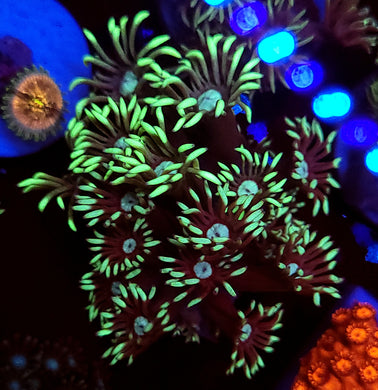 Peacock Goni