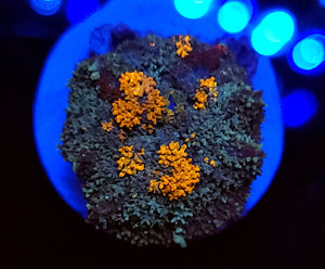 Indo Bounce Mushroom
