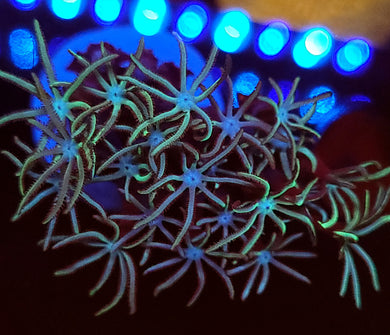Pipe Organ Coral