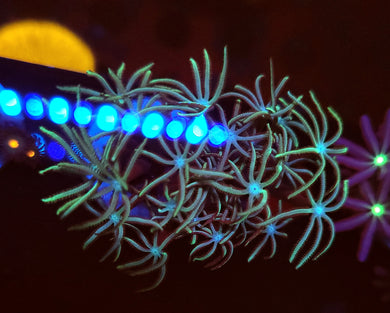 Pipe Organ Coral