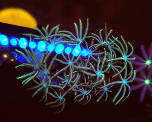Pipe Organ Coral