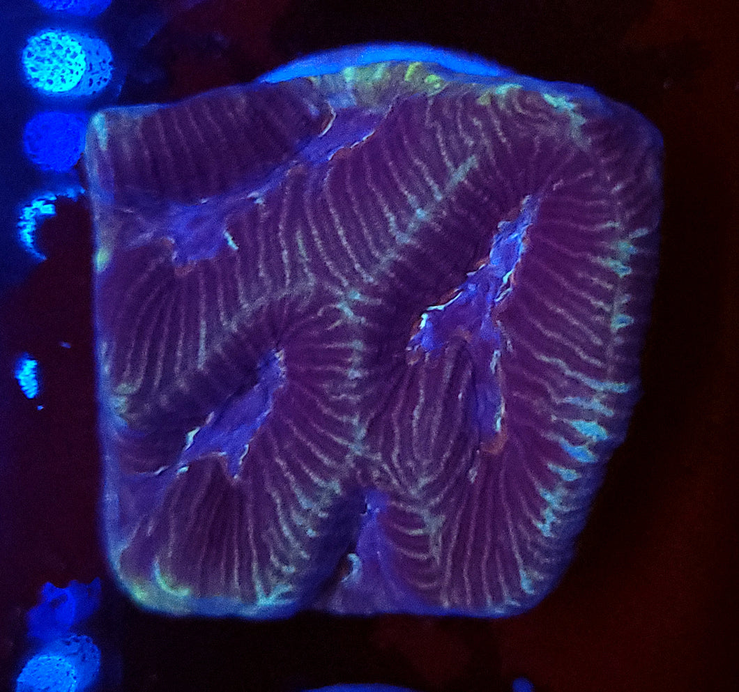 Pink Stripe Platygyre