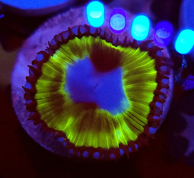 Palythoa Grandis