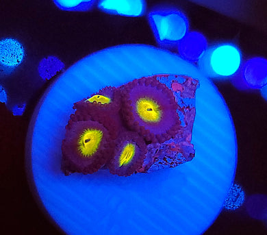 AOI Zoas
