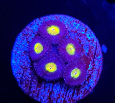 AOI Zoas