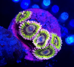 Stratocaster Zoas