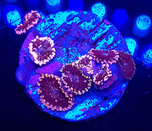 Pluto Passion Zoas