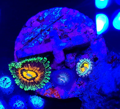 Rainbow Incinerator Zoas