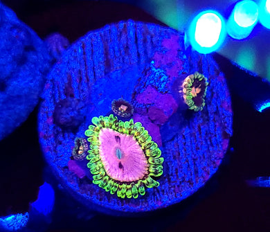 Pink Diamond Zoas