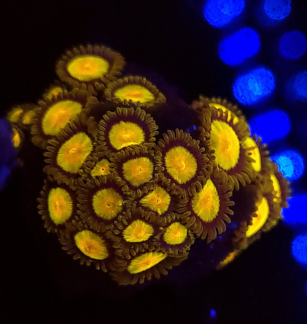 King Midas Zoas