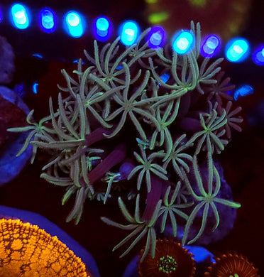 Pipe Organ Coral