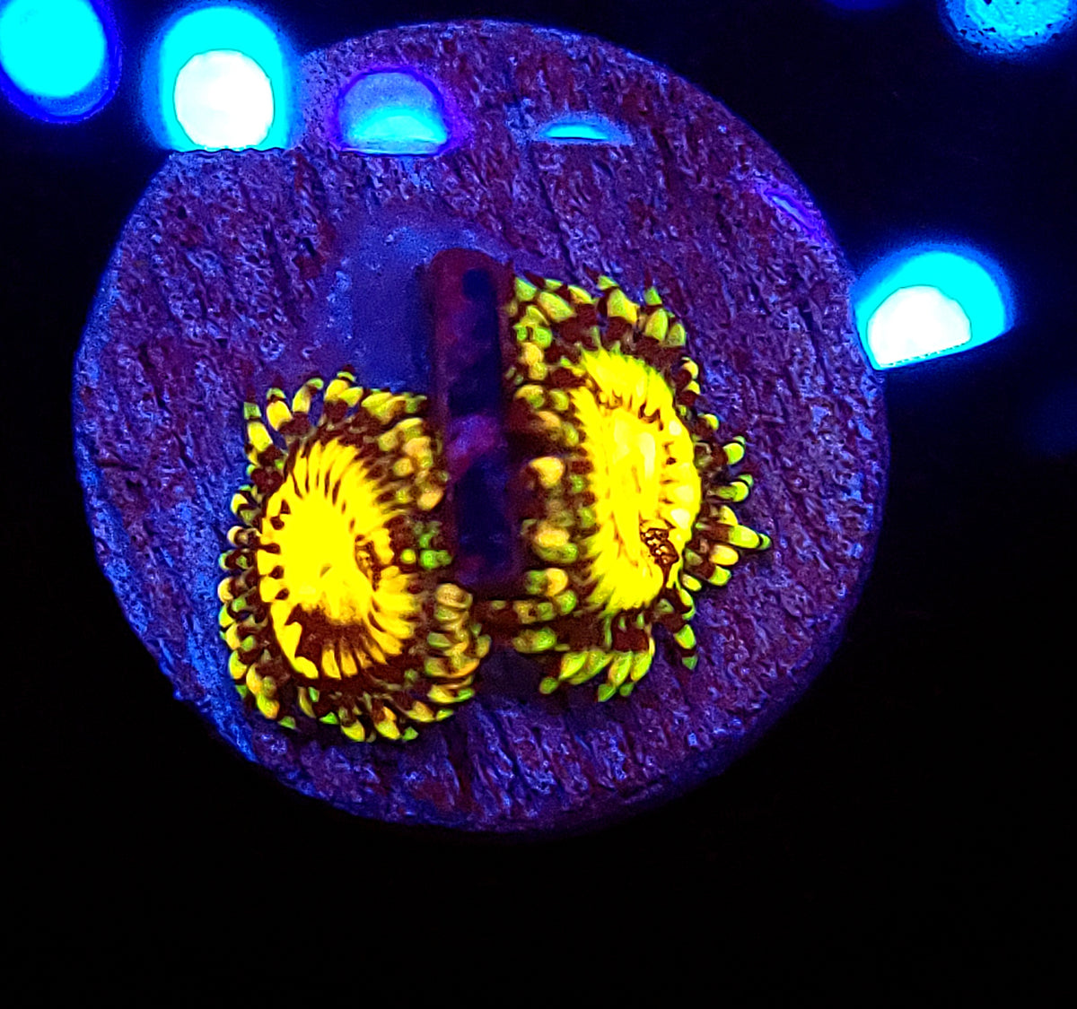 Gb Butt Muncher Zoas Savage Reef