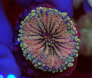 Candyland Yuma Mushroom