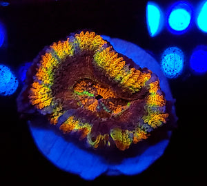 Rainbow Black Hole Acan