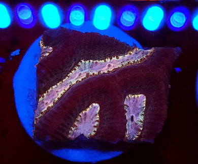 Pink Wave Platygyre