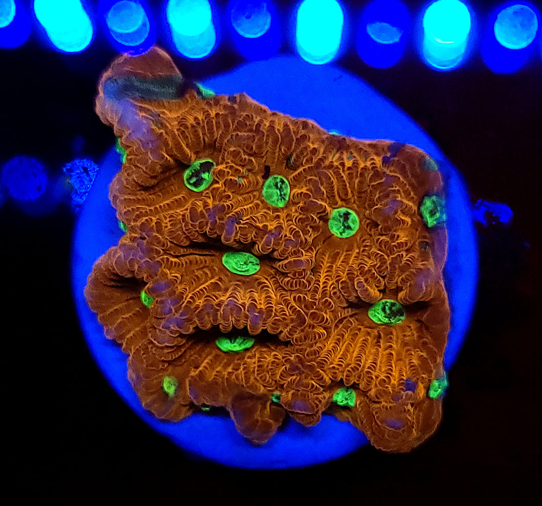 War Coral Favites