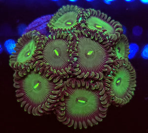 Green People Eater Zoas