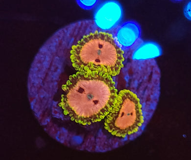 Pink Diamond Zoas