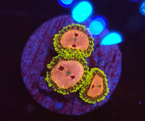 Pink Diamond Zoas