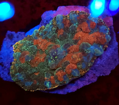 Painters Pallet Rhodactis Mushroom