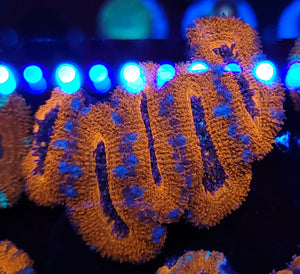 Frostbite Metallic Orange Acan Chunk