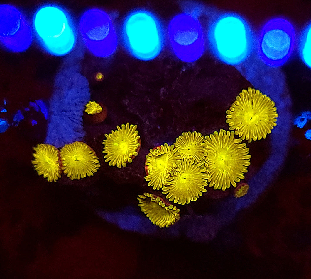 Pikachu Zoa Morphs