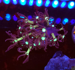 Blue Star Polyps