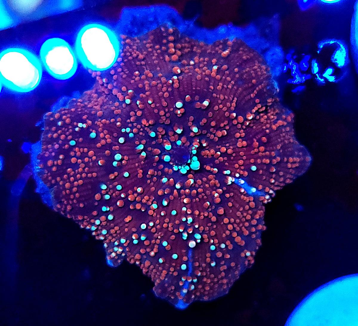 Red Devil Mushroom – Savage Reef