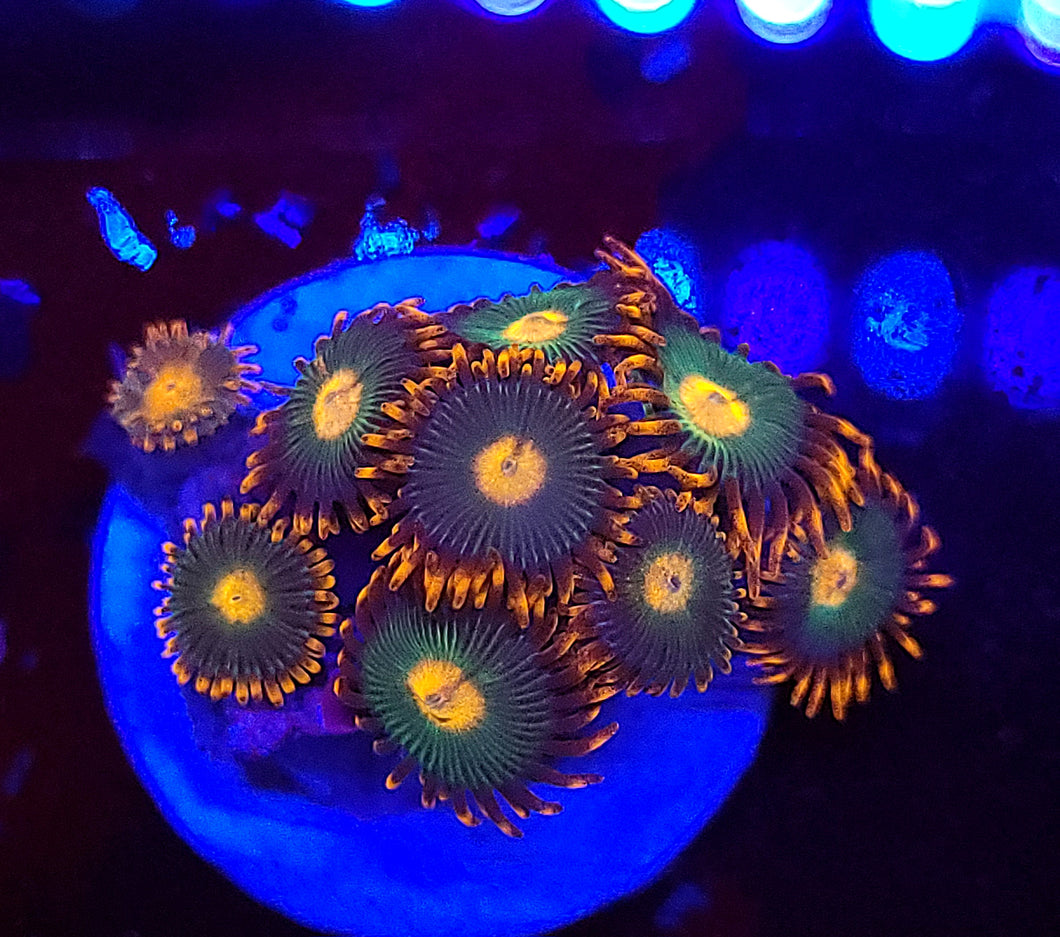 Gatorade Zoas