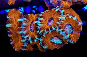 Frost Stripe Orange Acan Chunk