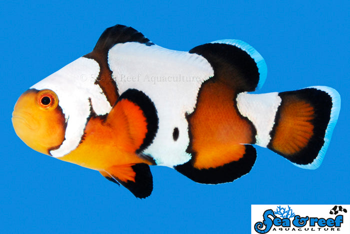 Black Ice Clownfish Pair