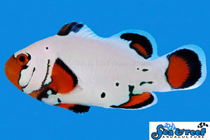 Frostbite Clownfish Pair
