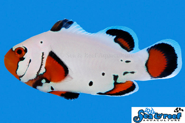 Frostbite Clownfish Pair