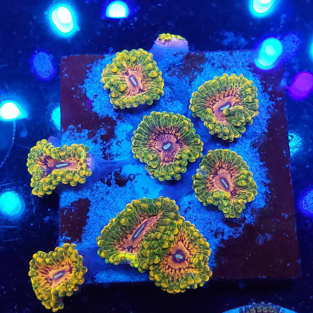 Grand Master Krakatoa Zoa frag