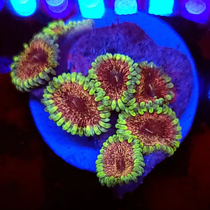 Rose Nebula Zoa Morphs