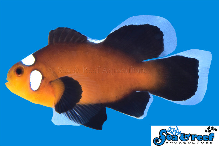 Longfin Domino Clownfish