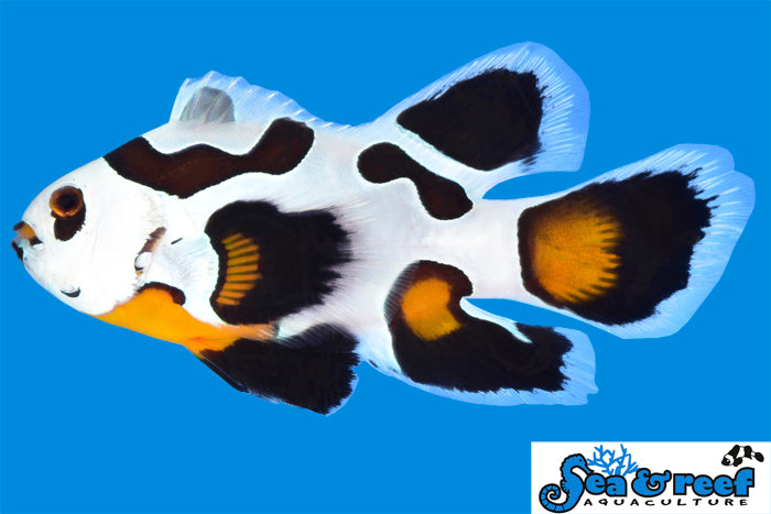 Longfin Mocha Storm Clownfish