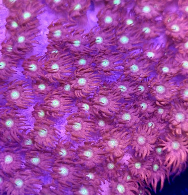 Pink Lemonade Goni frag