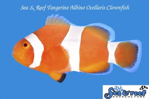 Tangerine Albino Clownfish Pair