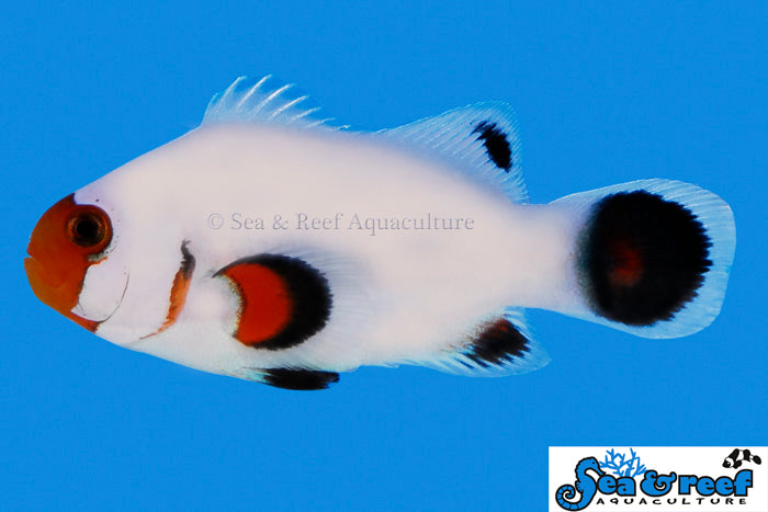 Wyoming White Clownfish Pair