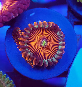 Blue Agave People Eater Zoa